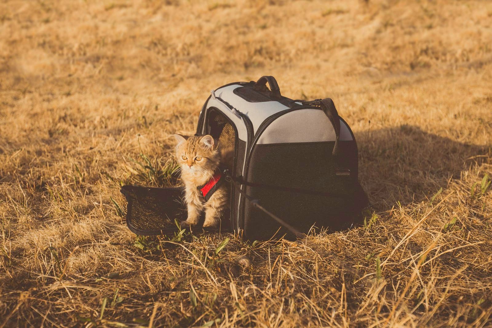 Cat sitting inside a pet carrier for travel