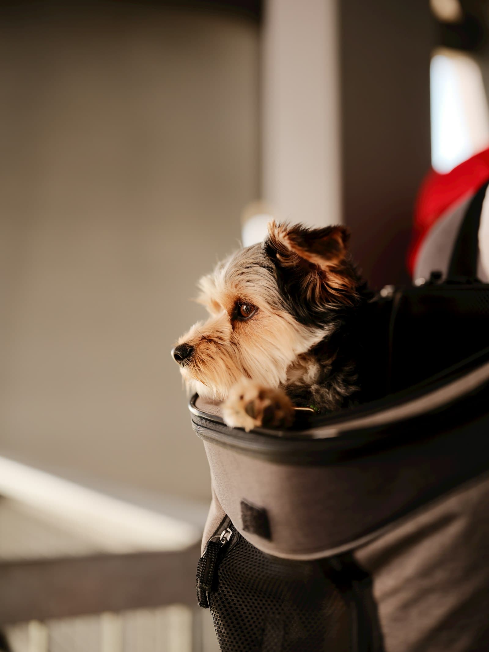Small dog sitting calmly in a travel carrier bag