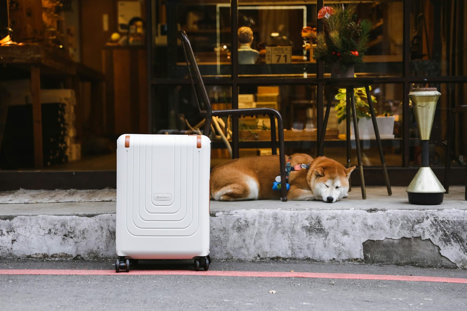 Dog resting beside a suitcase while preparing for travel